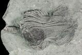 Two Crinoid (Platycrinites) Fossils - Crawfordsville, Indiana #125904-2